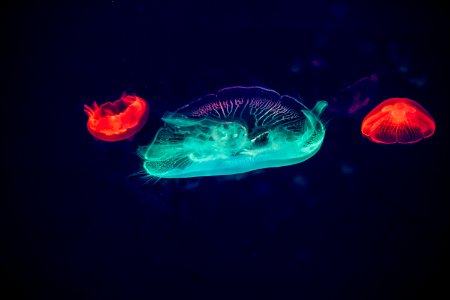 Aquarium Beautiful Blue