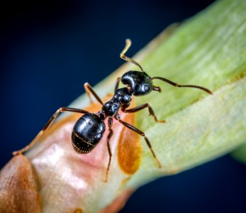 Macro Photo Of Black Carpenter Ant On Green Leaf