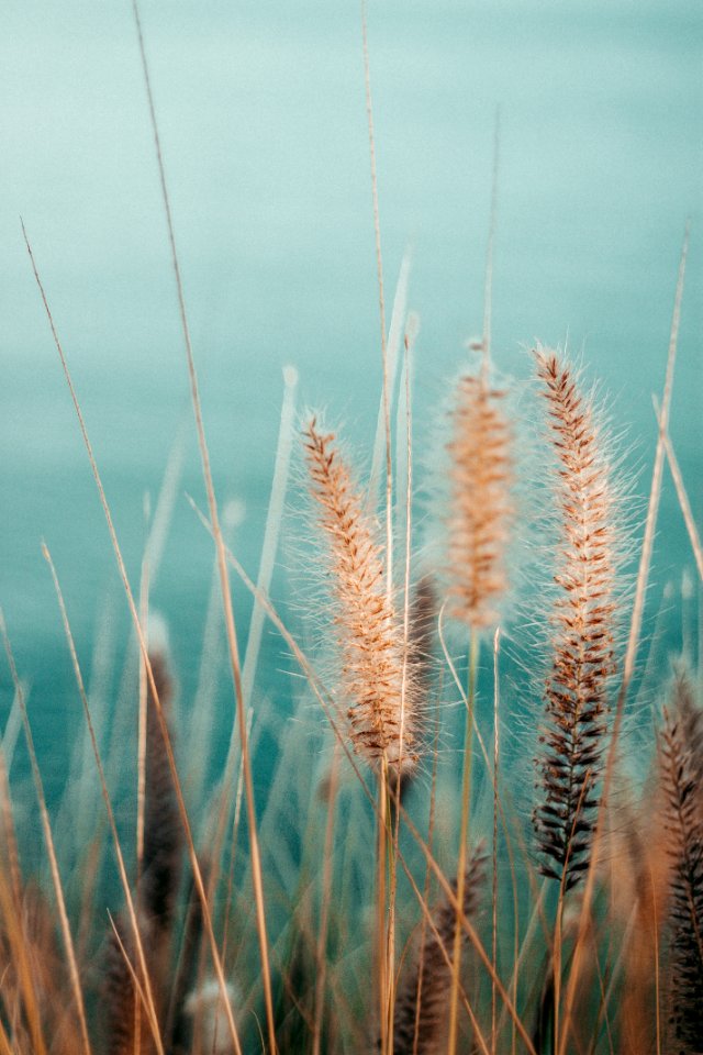 Selective Focus Photography Of Gray Plants