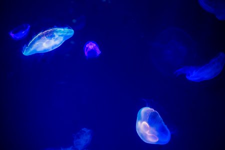 Blue Jellyfish photo