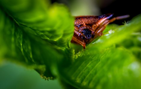 Macro Photo Of Brown Triangular Head Spider On Green Leaf Plant photo