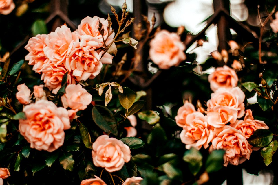 Shallow Focus Photo Of Orange Roses
