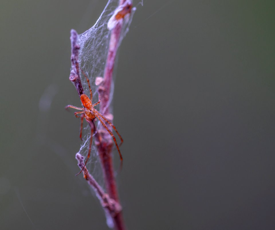 Selective Focus Photography Of Brown Spider Perched On Brown Plant Stem