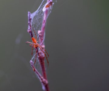 Selective Focus Photography Of Brown Spider Perched On Brown Plant Stem photo