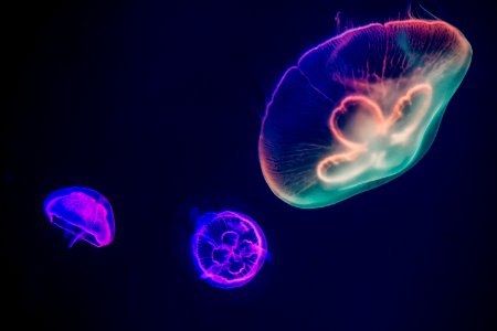 Three Multicolored Jellyfishes photo