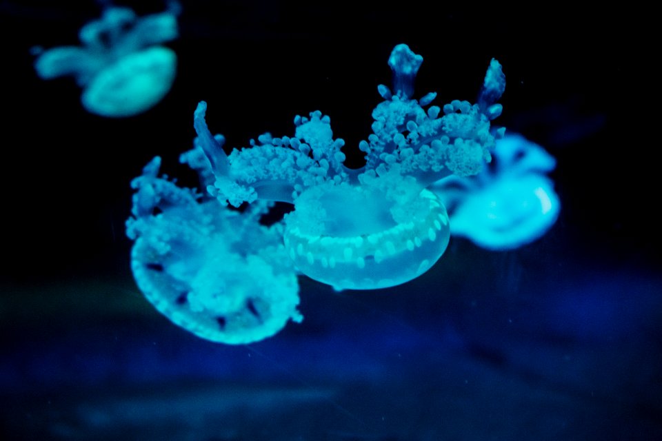 Blue Jelly Fish photo