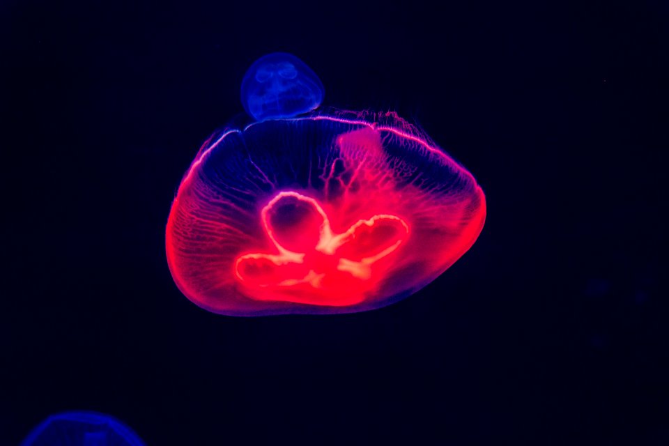 Blue And Red Jellyfish Artwork
