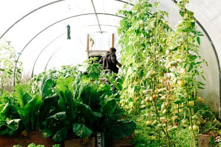 Photo Of Man Standing Surrounded By Green Leaf Plants