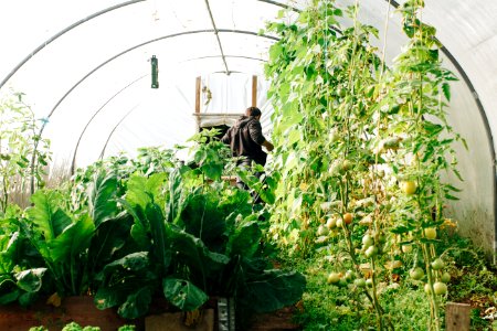 Photo Of Man Standing Surrounded By Green Leaf Plants photo