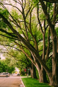 Green Leafed Trees Near Gray Van photo