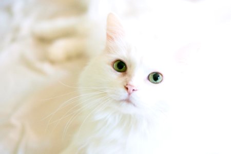 Long-fur White Cat photo