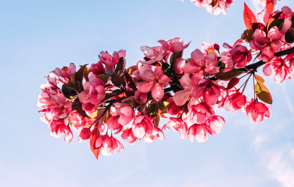 Pink Flower Tree Under Blue Sky