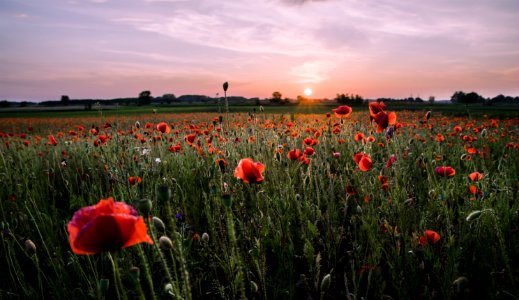 Field Of Red Petaled Flowers