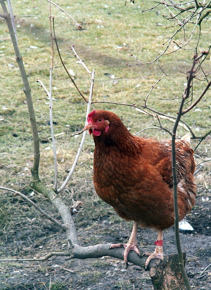 Poultry brown roost