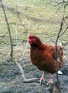 Poultry brown roost photo