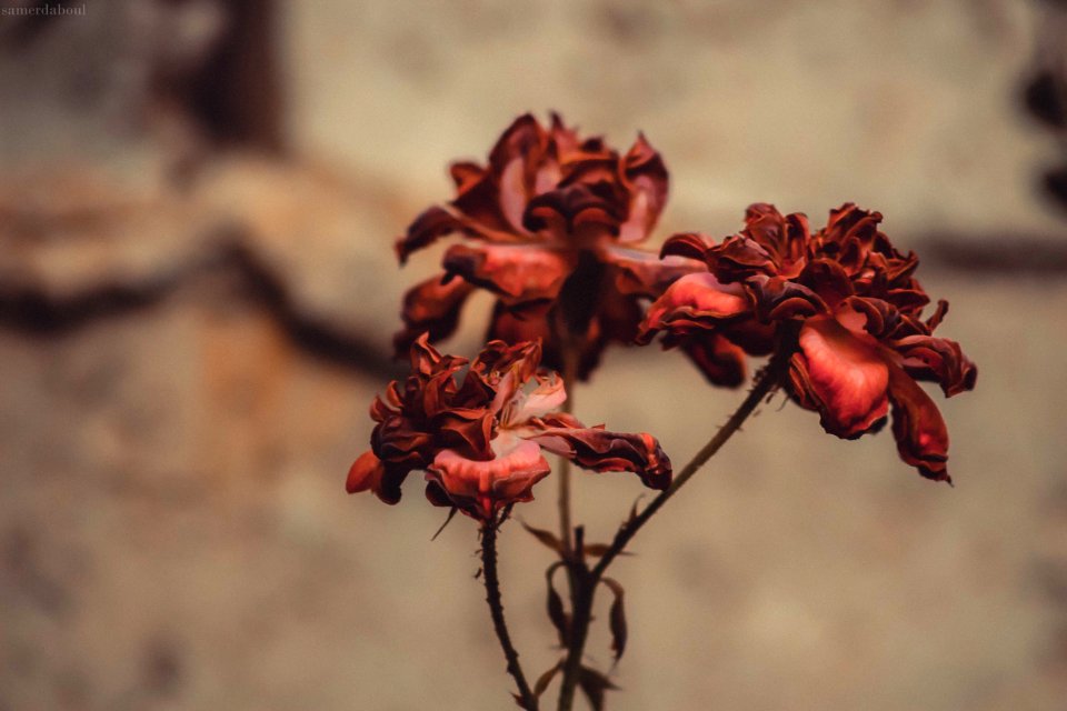 Shallow Focus Of Red Rose