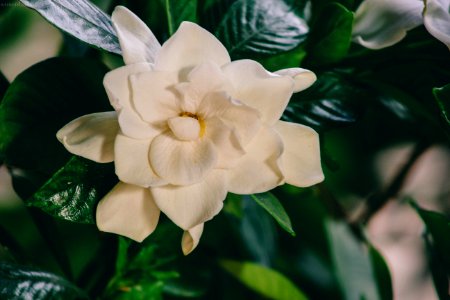 Close-up Photography Of White Multi Petaled Flower