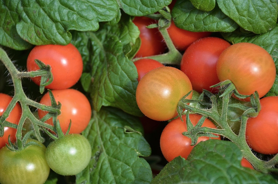 Delicious market stand