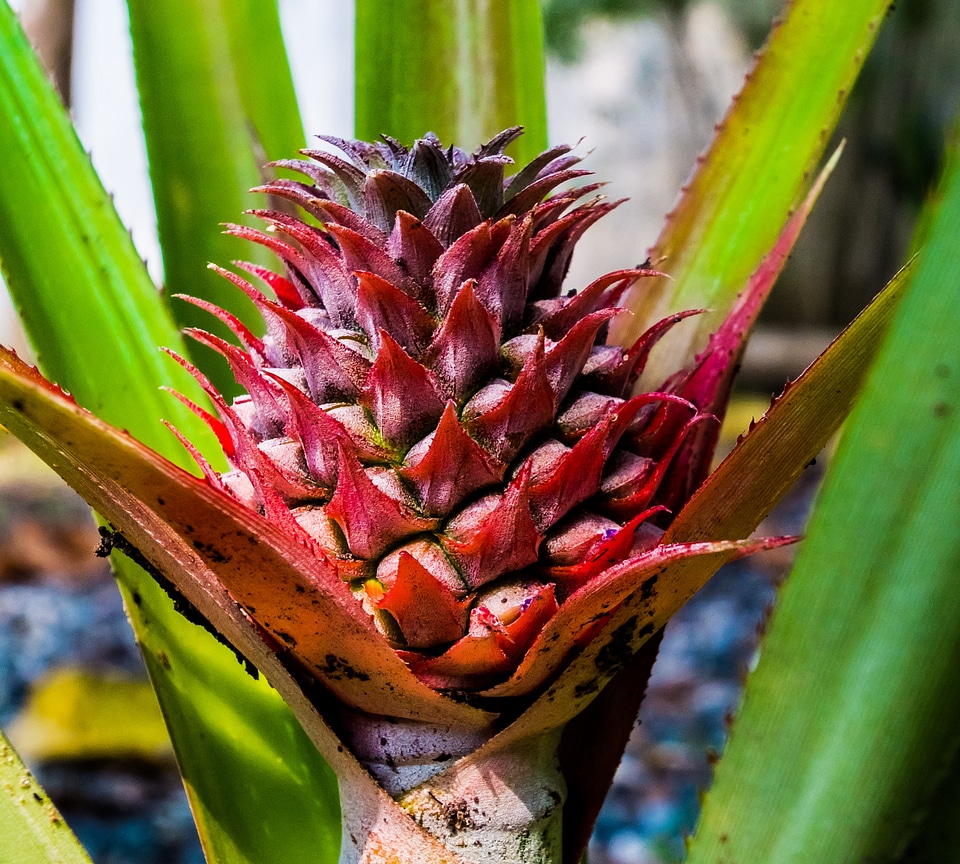 Young pineapple pineapple fruit