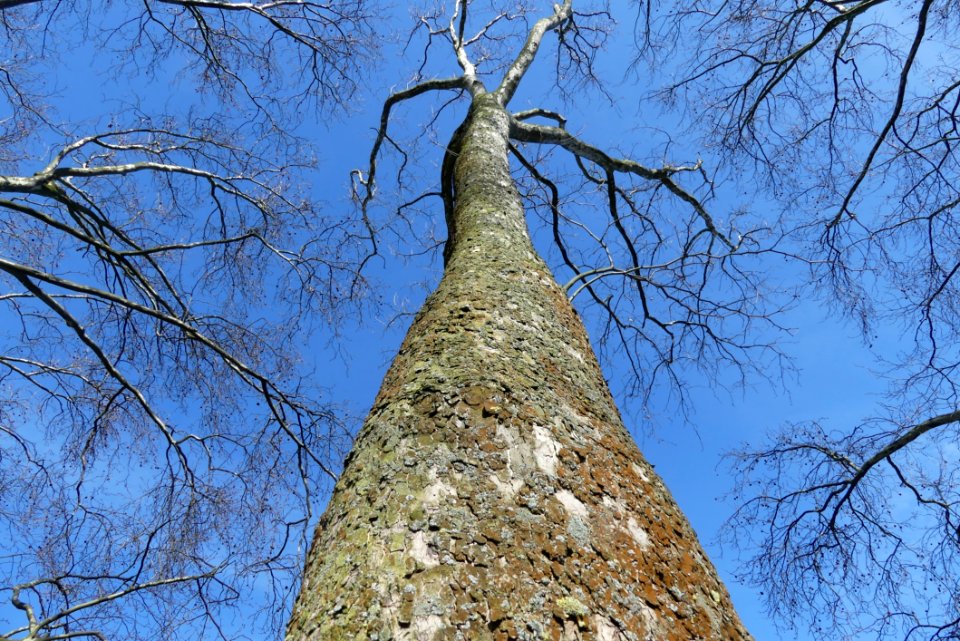 Tree Woody Plant Branch Sky
