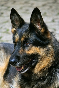 Animals quadruped animal portrait