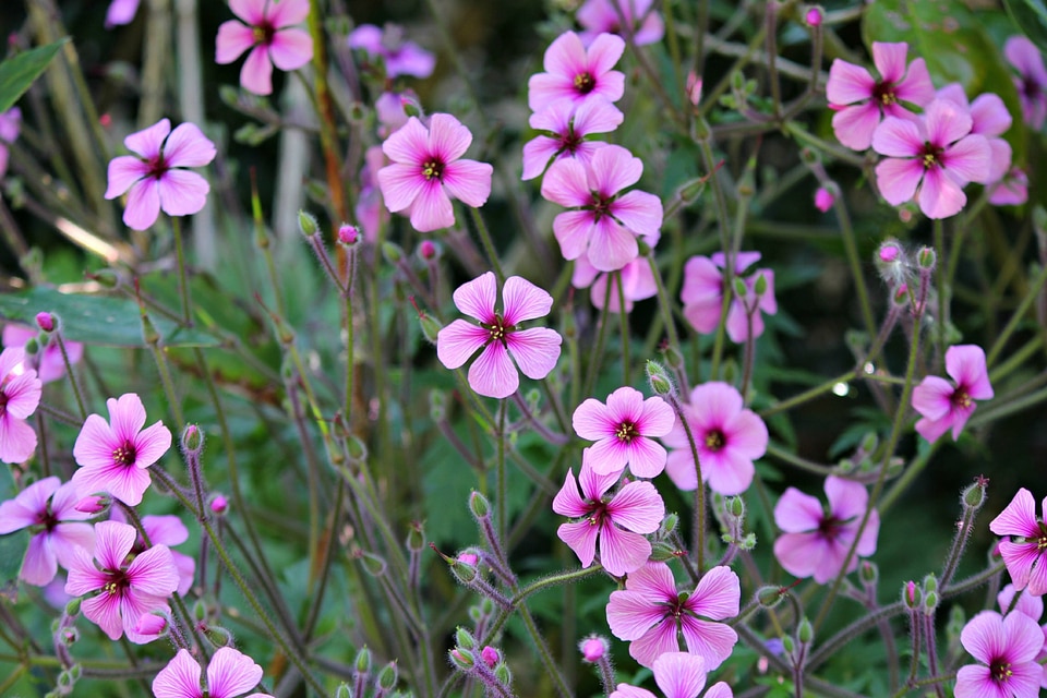 Bloom blossom purple