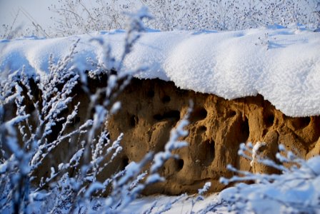 Snow Winter Freezing Frost photo