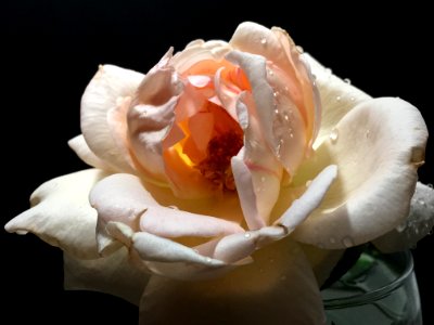 Flower White Rose Rose Family photo
