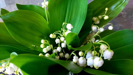 Plant Flower Flora Leaf photo