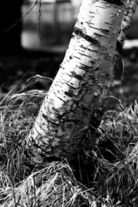 Black And White Tree Branch Monochrome Photography photo