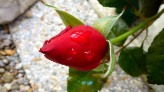 Plant Flora Fruit Flower