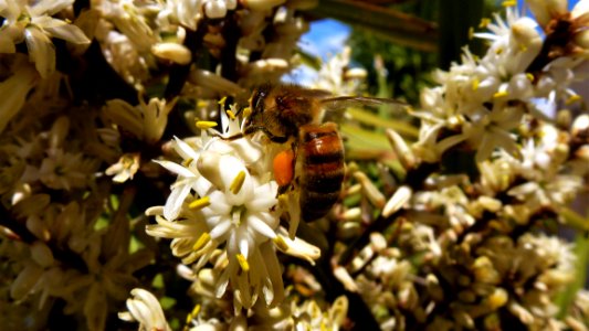 Honey Bee Bee Insect Flora photo