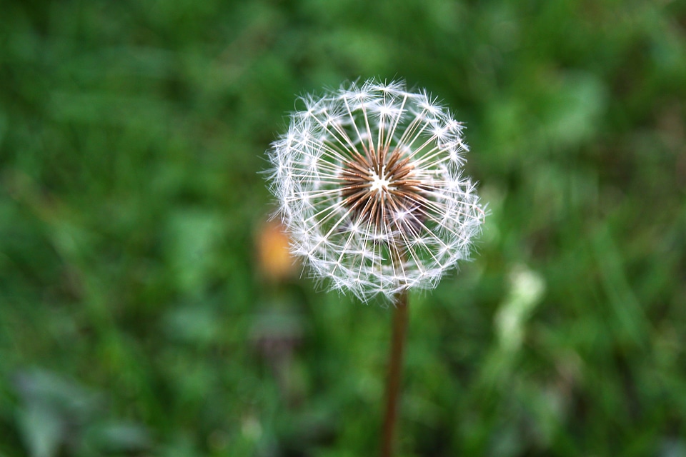 Dandelion meadow Free photos