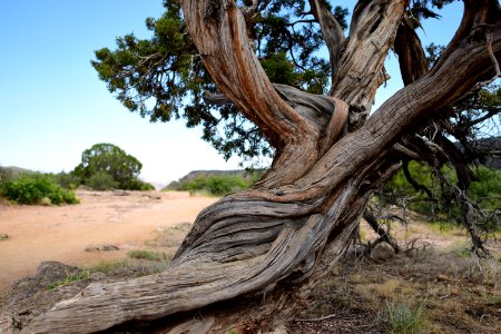 Tree Woody Plant Vegetation Plant photo