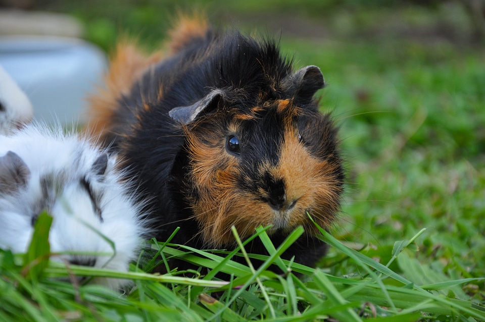 Rosettes dam young animal