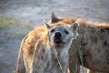Hyena Wildlife Mammal Fauna photo