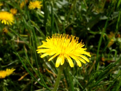 Flower Dandelion Sow Thistles Flatweed