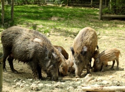 Pig Like Mammal Wild Boar Pig Fauna photo
