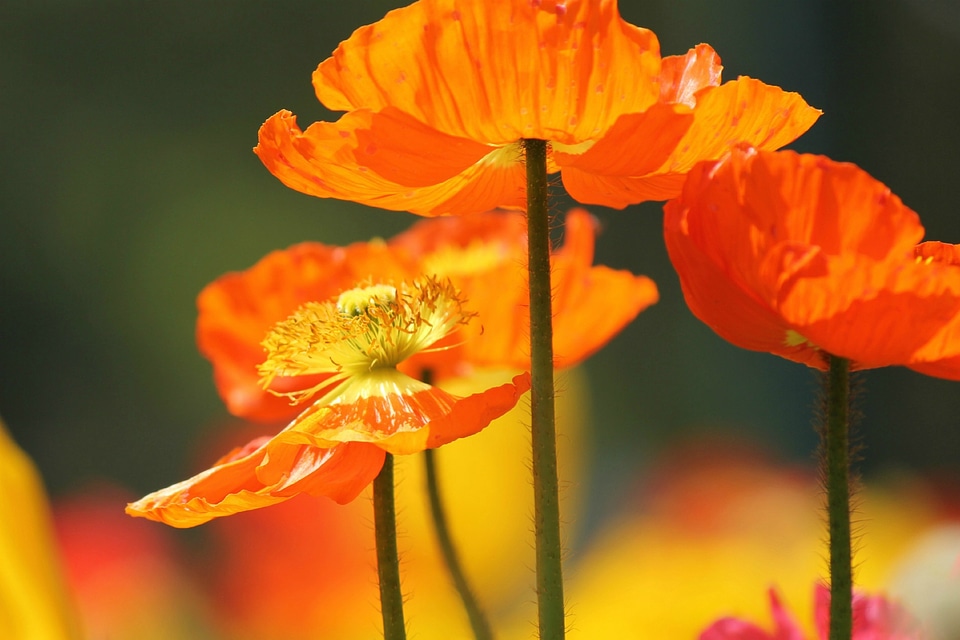 Flowers spring poppy