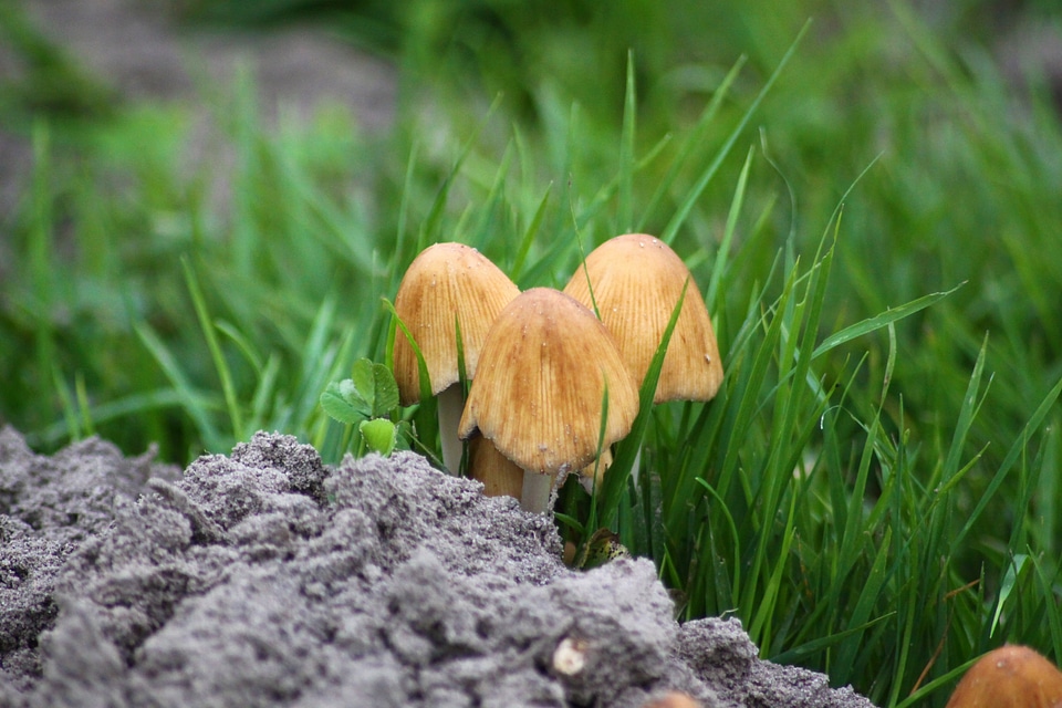 Mushrooms meadow nature