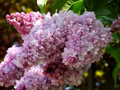 Flower Pink Lilac Flowering Plant photo