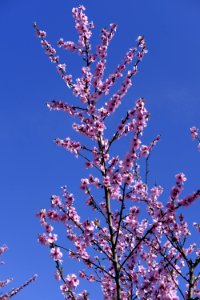 Branch Blossom Sky Twig