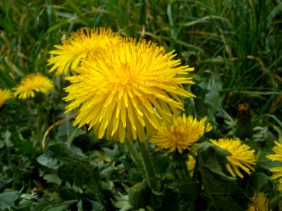 Flower Dandelion Sow Thistles Yellow photo