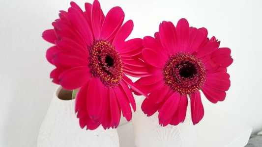 Flower Flowering Plant Pink Gerbera photo