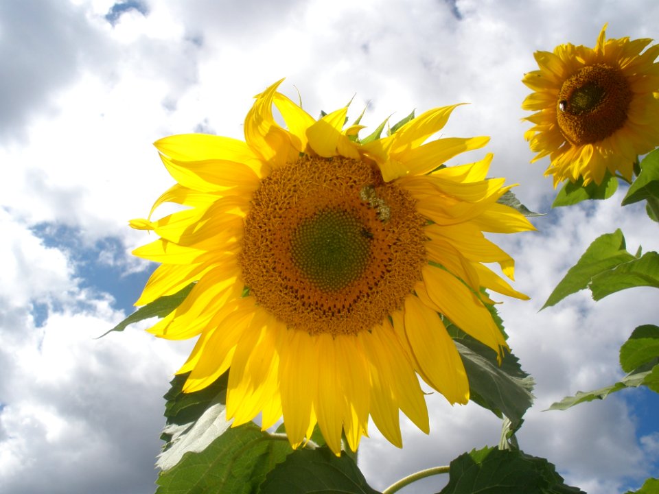 Flower Sunflower Yellow Flowering Plant