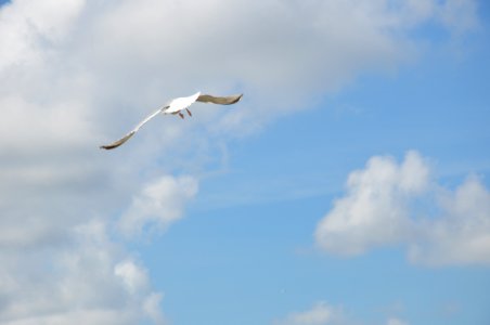Sky Bird Beak Daytime photo