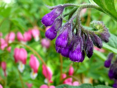 Plant Flora Purple Flower