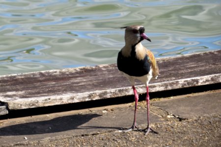 Bird Fauna Water Seabird photo