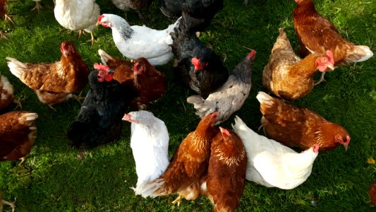 Chicken Galliformes Fauna Rooster