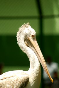 Beak Pelican Bird Close Up